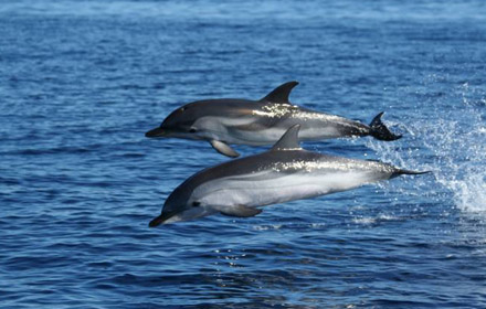 Delfini Earth Day Cefalù