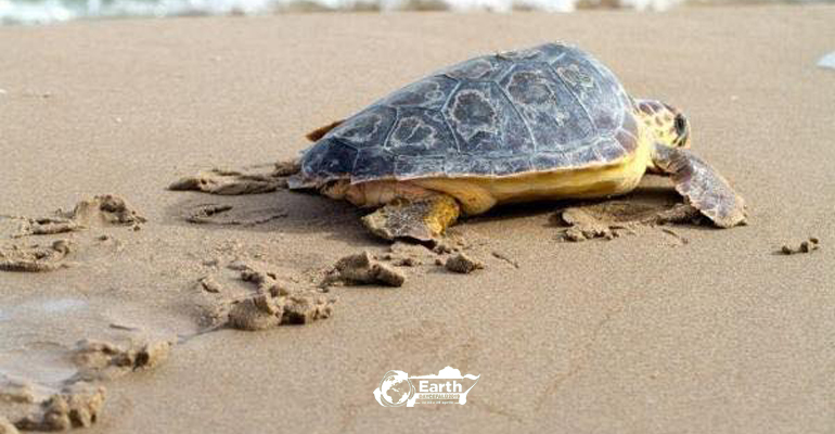 Earth Day Cefalu liberazione tartarughe